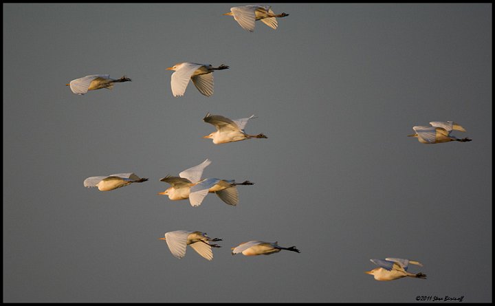 _1SB7602 cattle egrets at first light.jpg